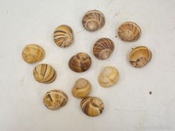 Collection of 12 unique decorative snail shells in warm earthy tones for nature enthusiasts.