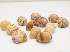 Unique vintage snail shells in earthy tones for natural decor and collection inspiration.