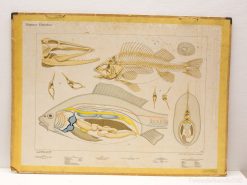 Detailed vintage fish anatomy illustration for educational ichthyology studies and anatomical reference.