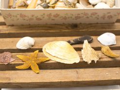 Vintage seashell collection on rustic wood, evoking beach memories and coastal charm.