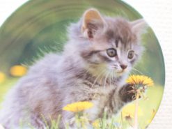 Playful gray kitten surrounded by bright yellow dandelions in a sunny outdoor setting.