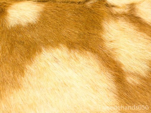 Close-up of a luxurious golden and cream animal fur with soft, fluffy texture.