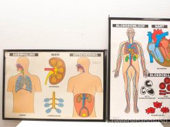 Vibrant posters showcasing human anatomy: respiratory, urinary, and cardiovascular systems with Dutch labels.