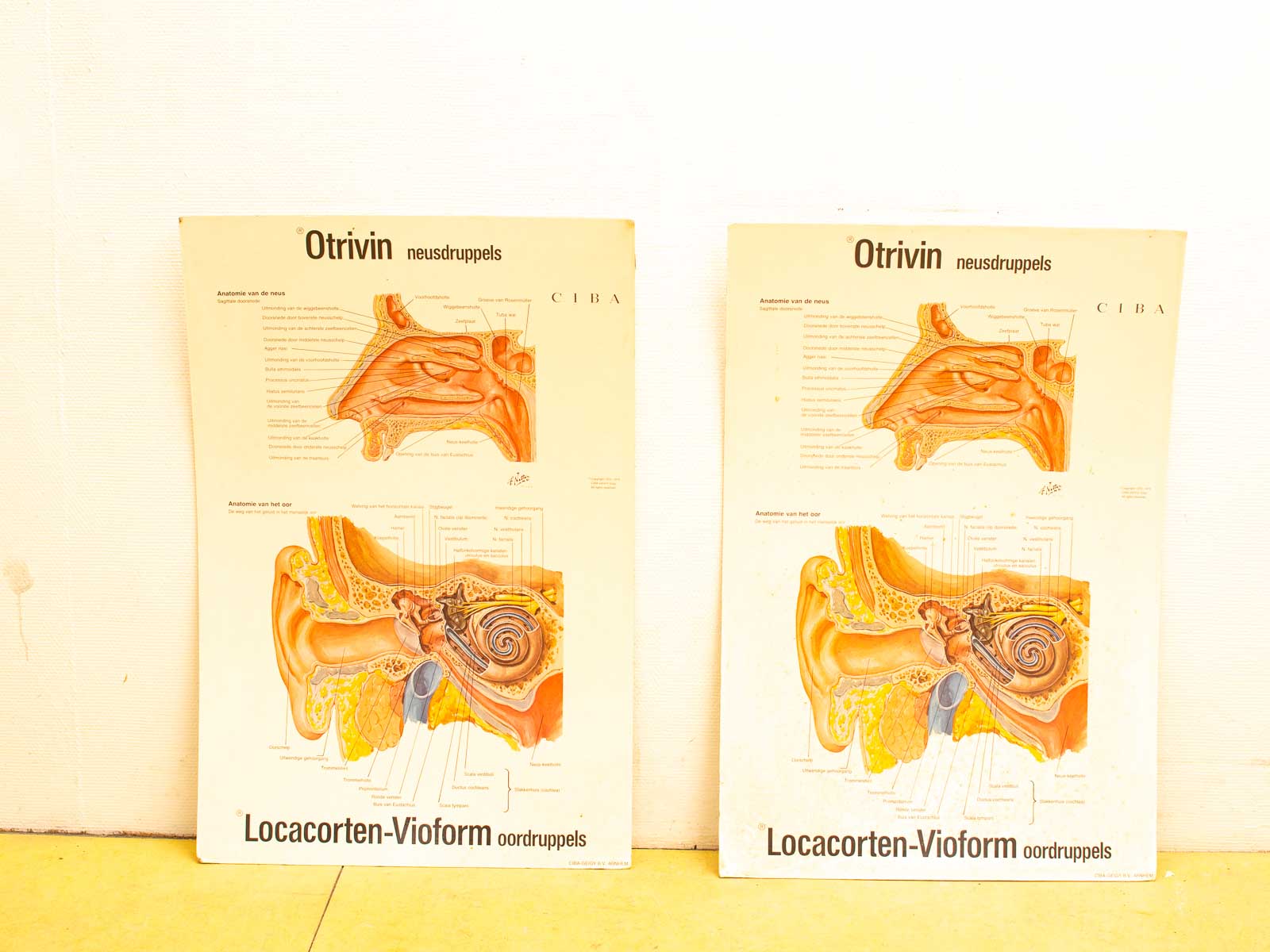 Anatomy posters of the nose and ear for medical education and patient understanding.