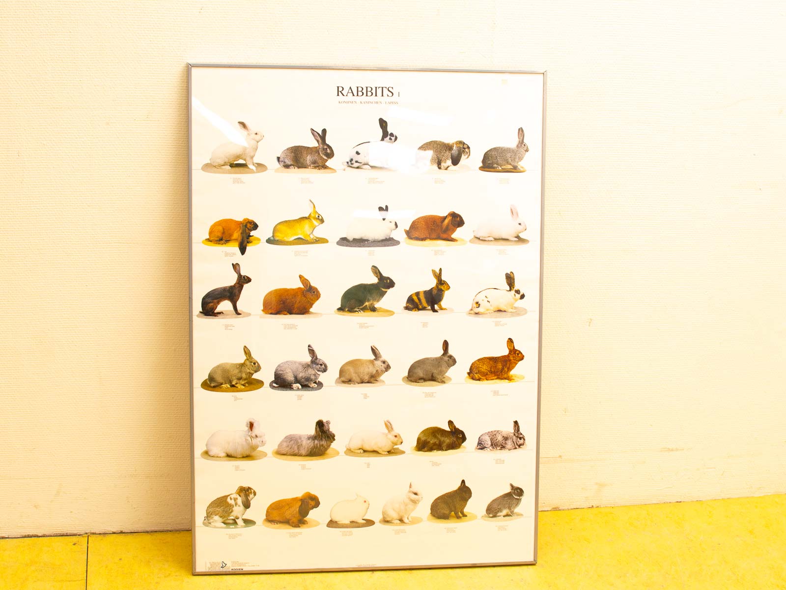 Vintage rabbit poster: colorful breeds illustrated for animal lovers and educational spaces.