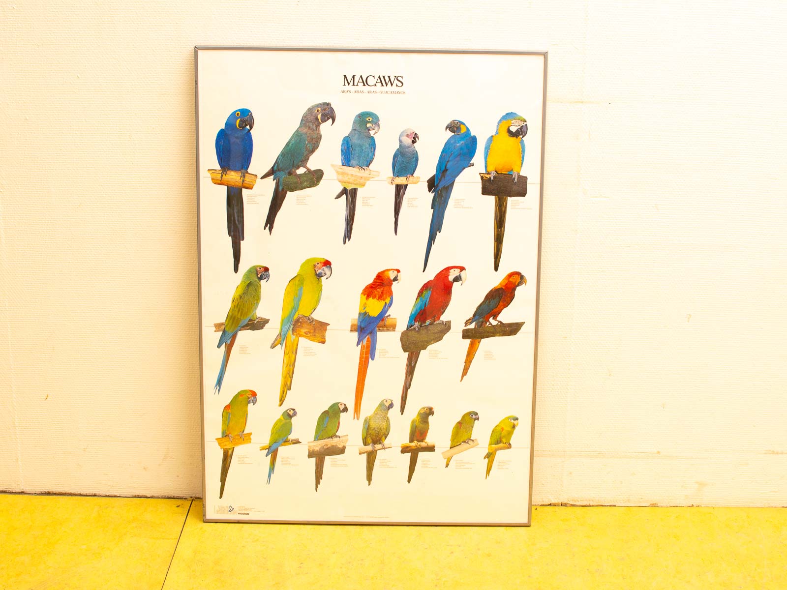 Vibrant macaw species illustrated in detail, perfect for bird lovers and educational displays.