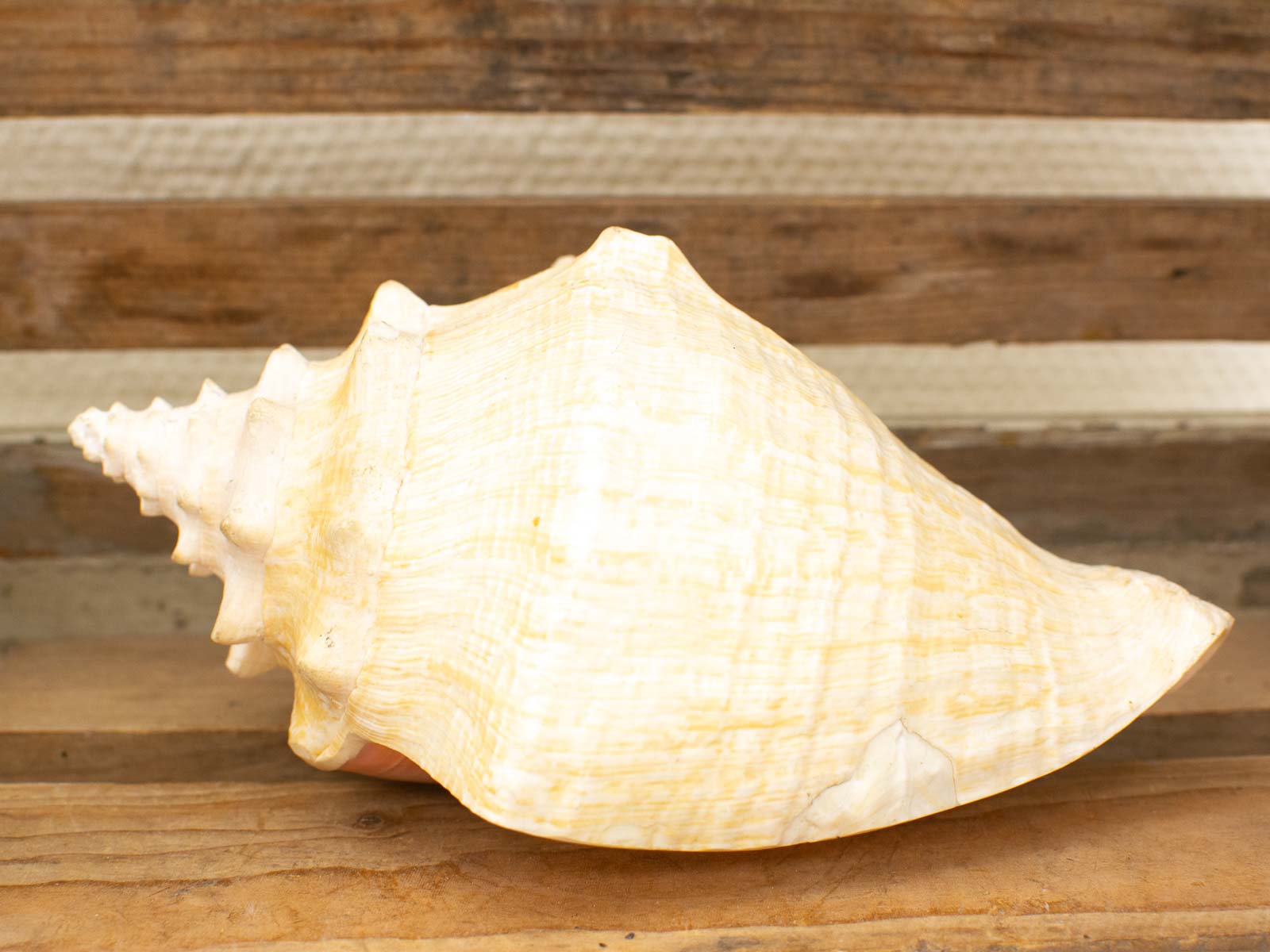 Elegant conch shell on rustic wood, showcasing natures beauty and craftsmanship for coastal decor.