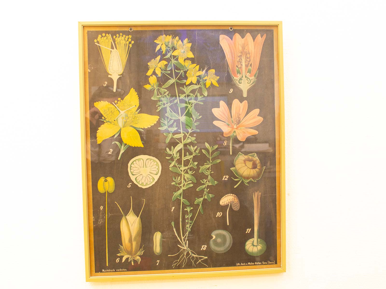 Vintage botanical chart illustrating plant anatomy with vibrant flowers, leaves, and seeds.