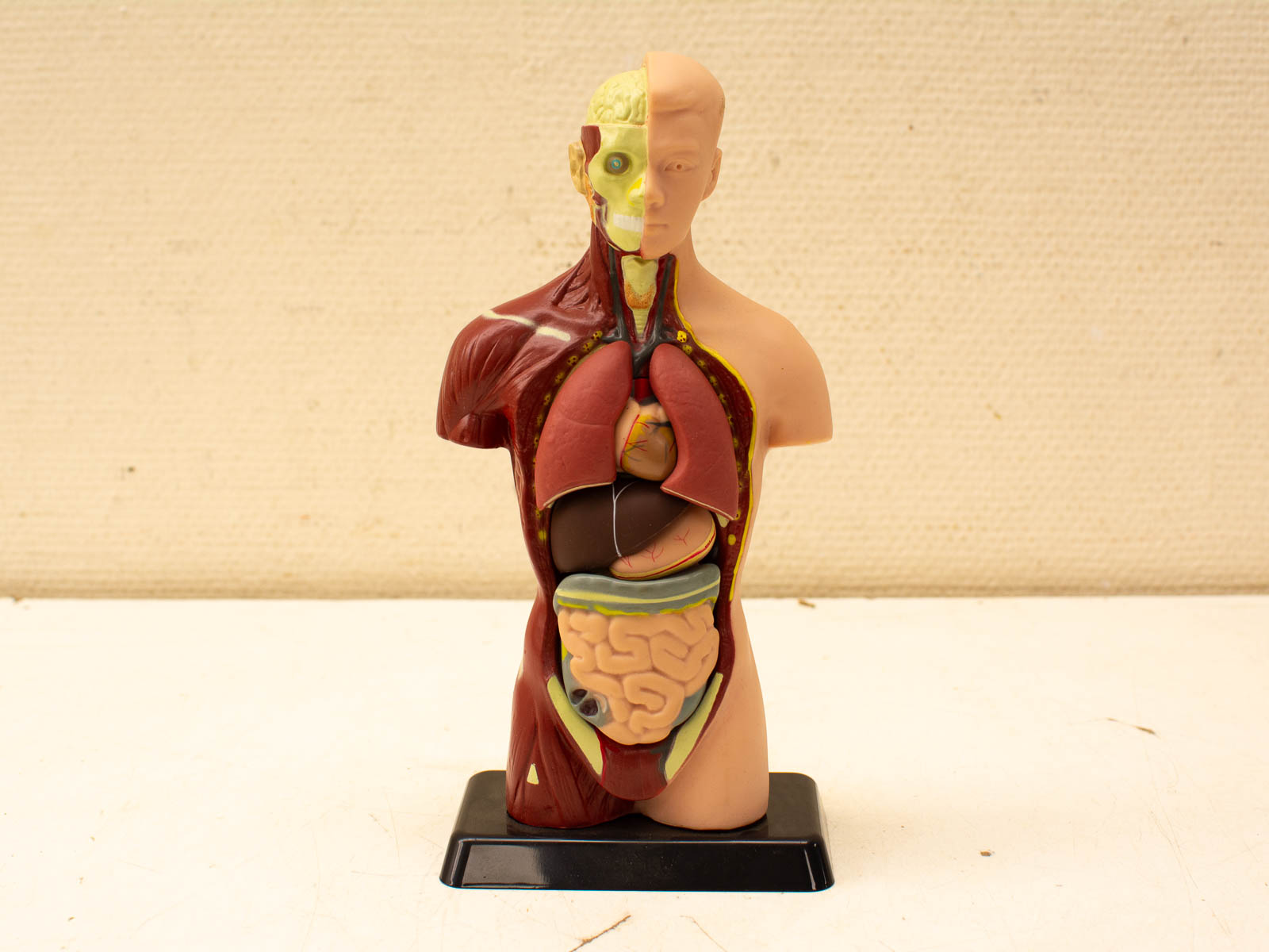 Anatomical torso model for biology education, featuring detailed organ systems in vibrant colors.